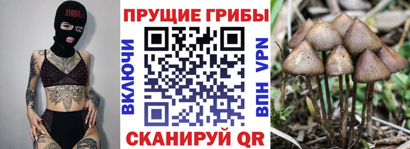 Галлюциногенные грибы мухоморы  blacksprut ссылки  Волжский 